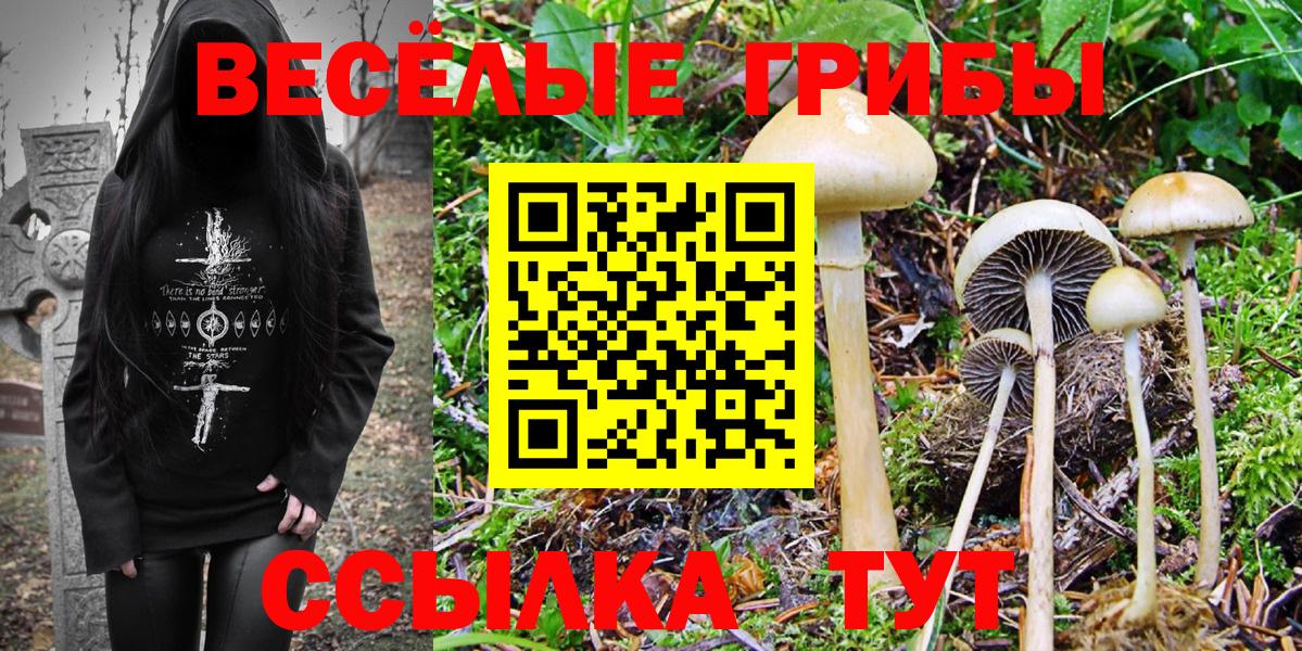 Псилоцибиновые грибы Psilocybine cubensis Великий Новгород